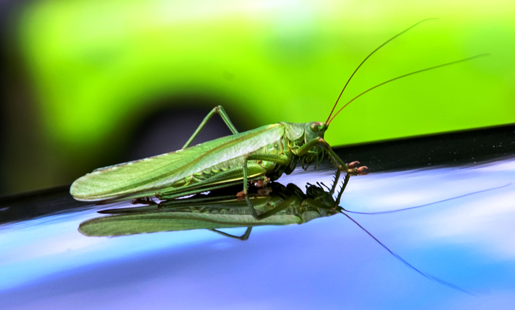 Grasshopper