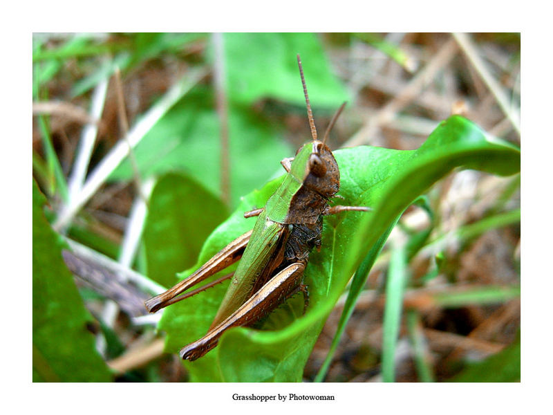 Grasshopper