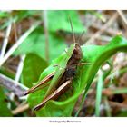 Grasshopper