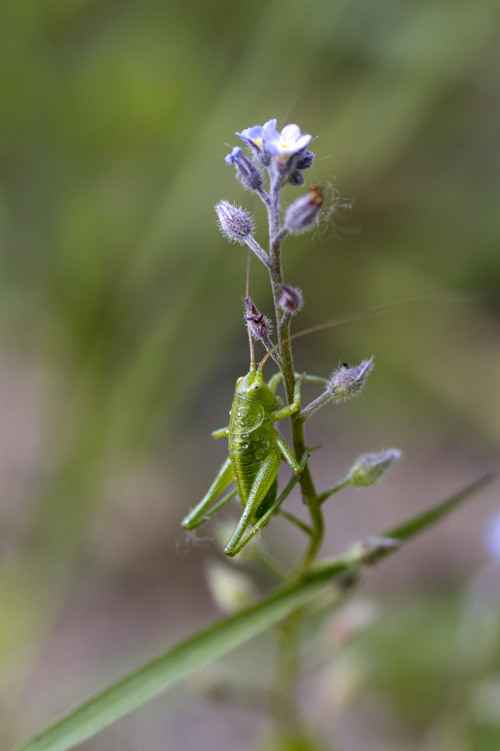 Grasshopper