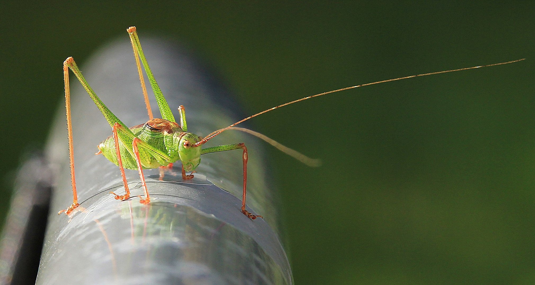 Grasshopper