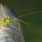 Grasshopper