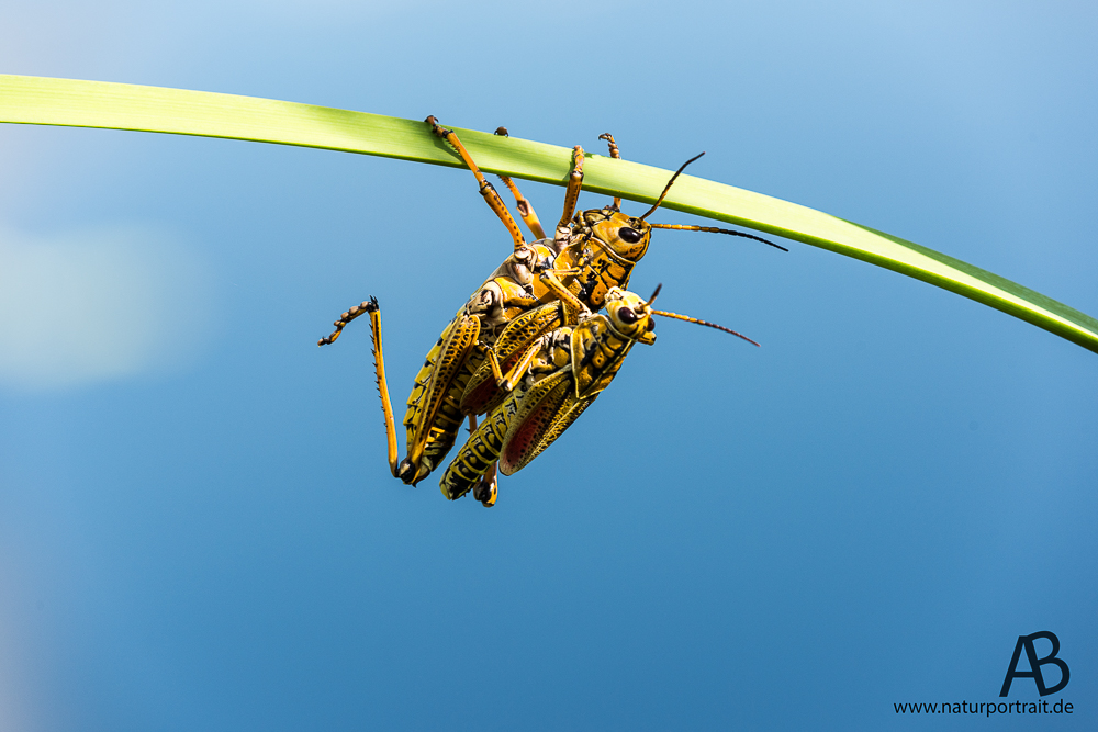 Grasshopper