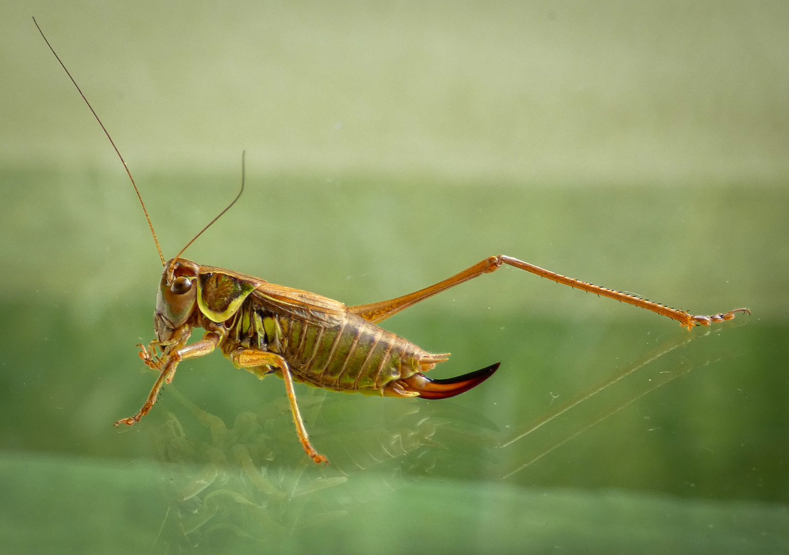 Foto & Bild tiere, wildlife, insekten Bilder auf