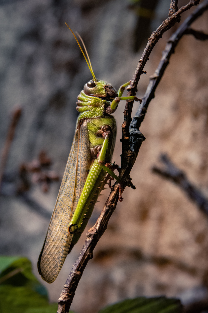 Grasshopper