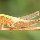 grasshopper