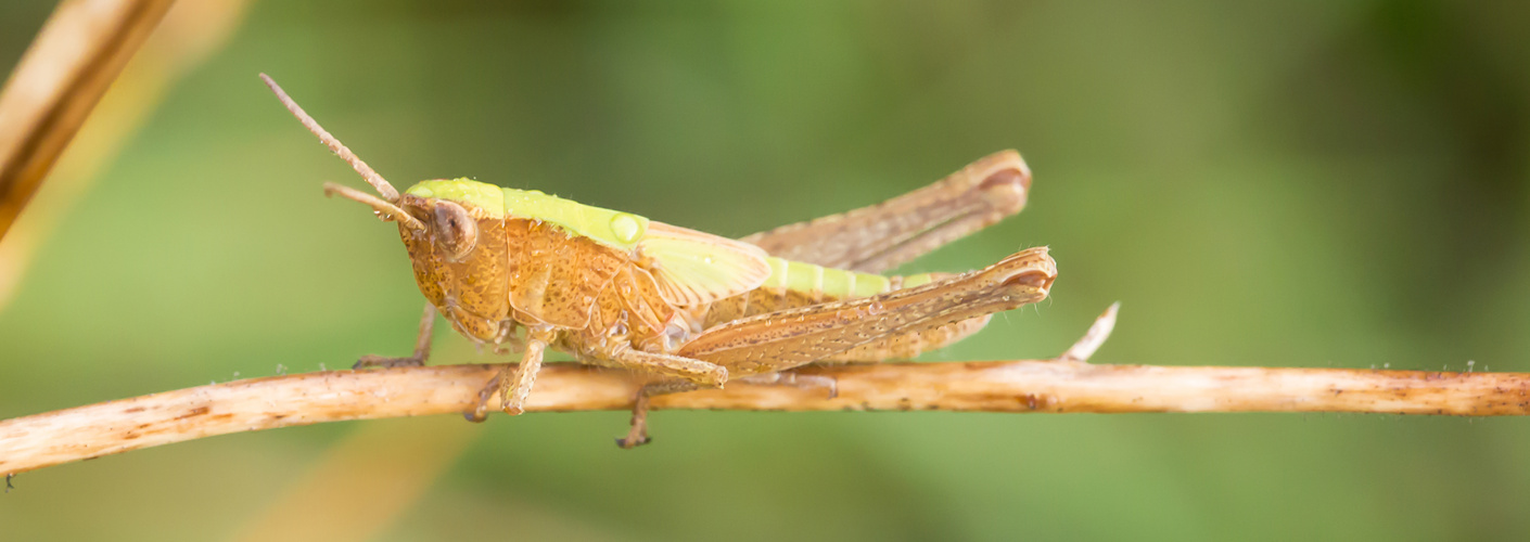 grasshopper