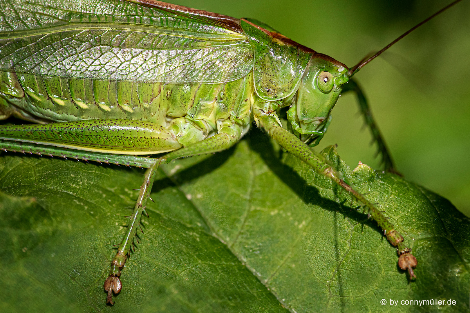 Grasshopper