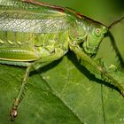 Grasshopper