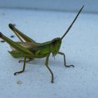 grasshopper