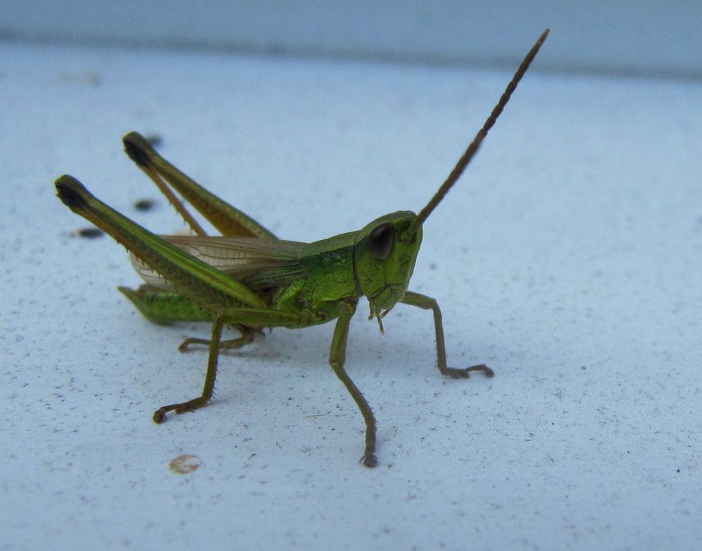 grasshopper