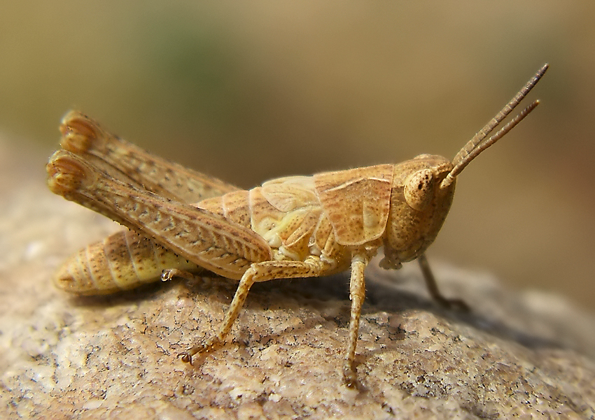 grasshopper again