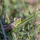 Grasshopper and fly  .....