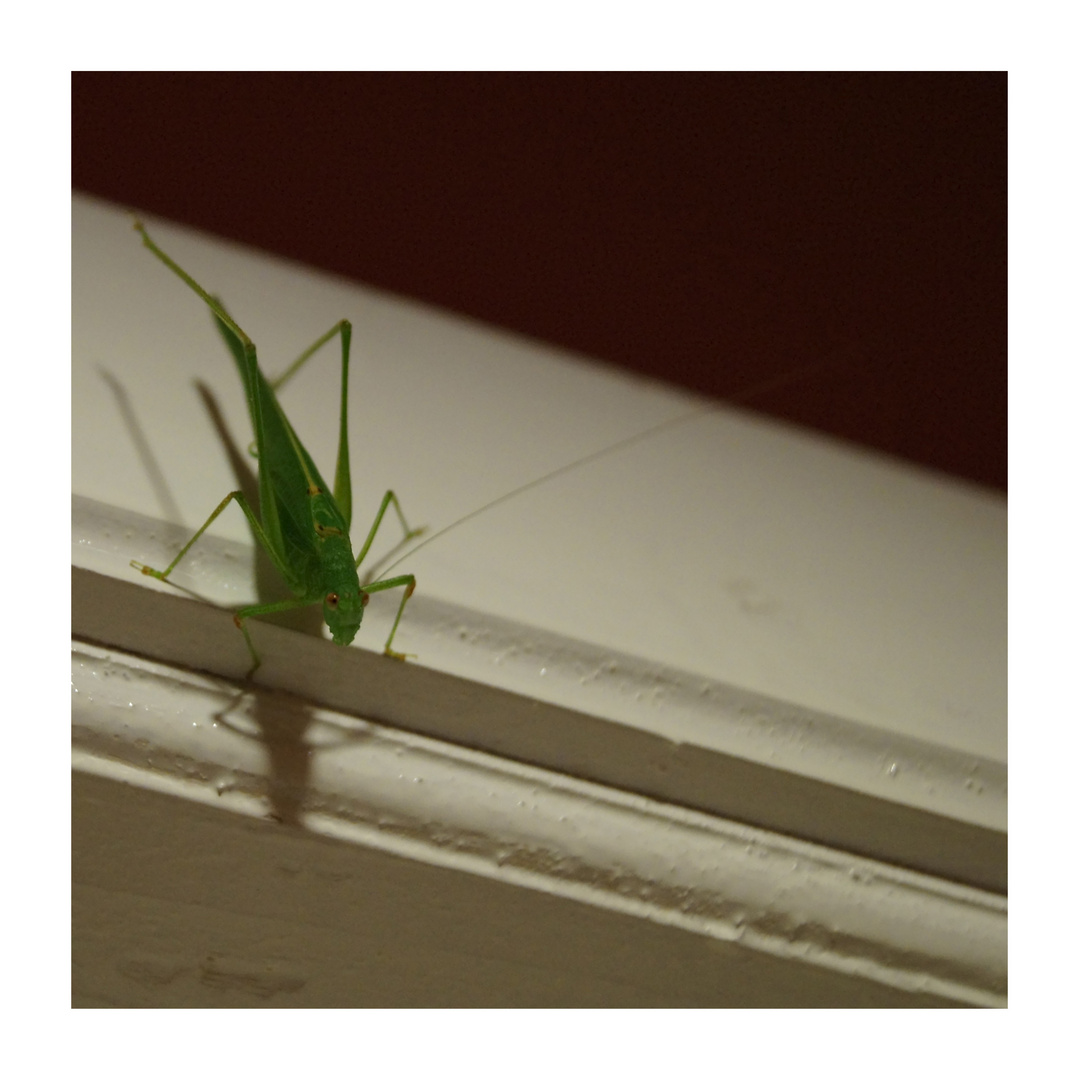 Grasshopper at home