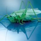 grasshopper auf blau