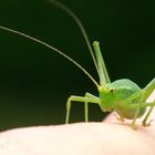 grasshopper