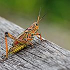 Grasshopper