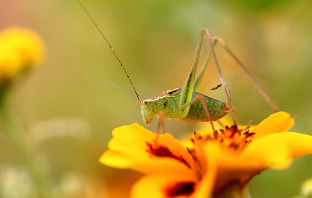 Grasshopper