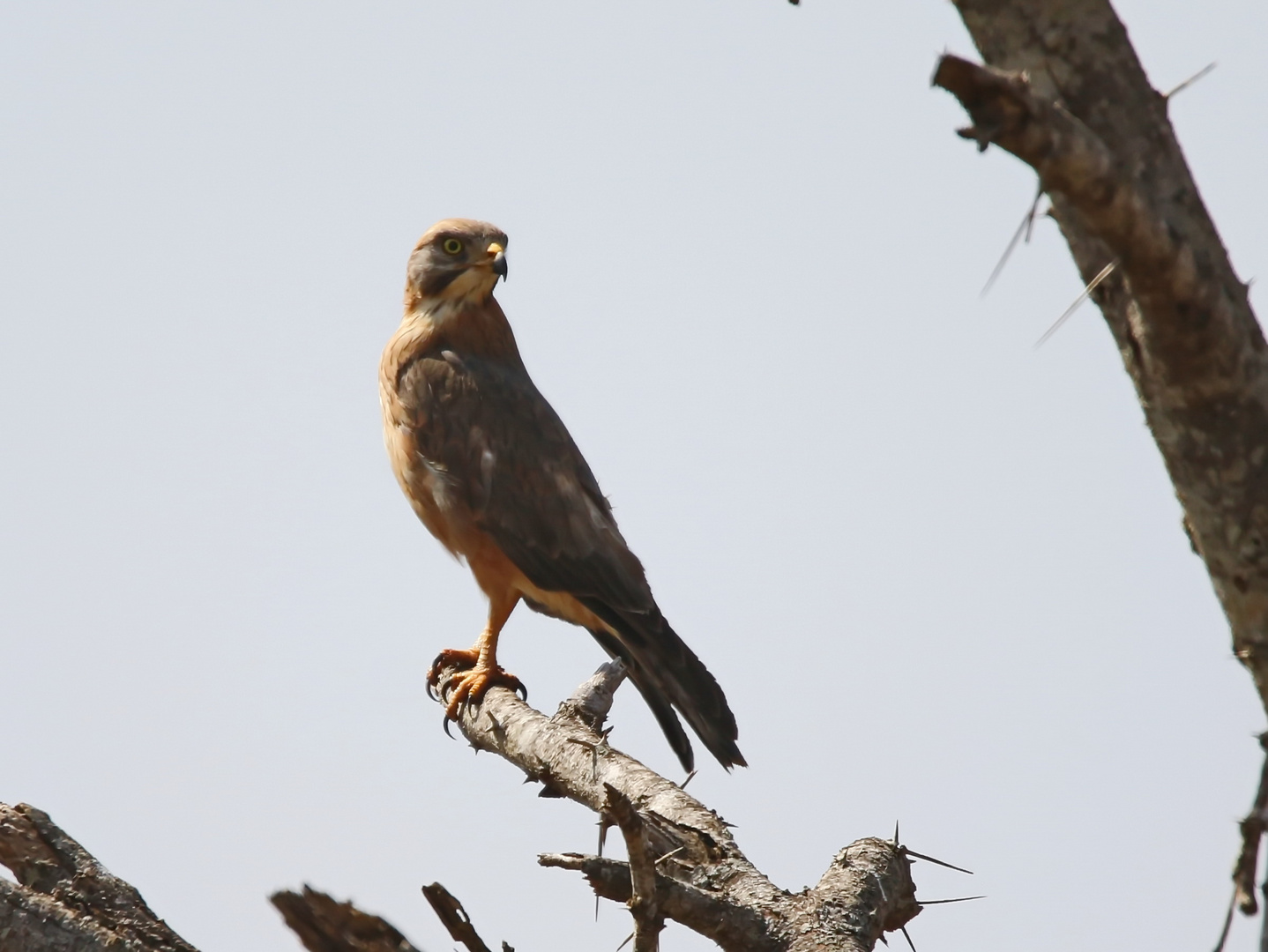 grasshopper buzzard (Butastur rufipennis) 