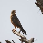 grasshopper buzzard (Butastur rufipennis) 