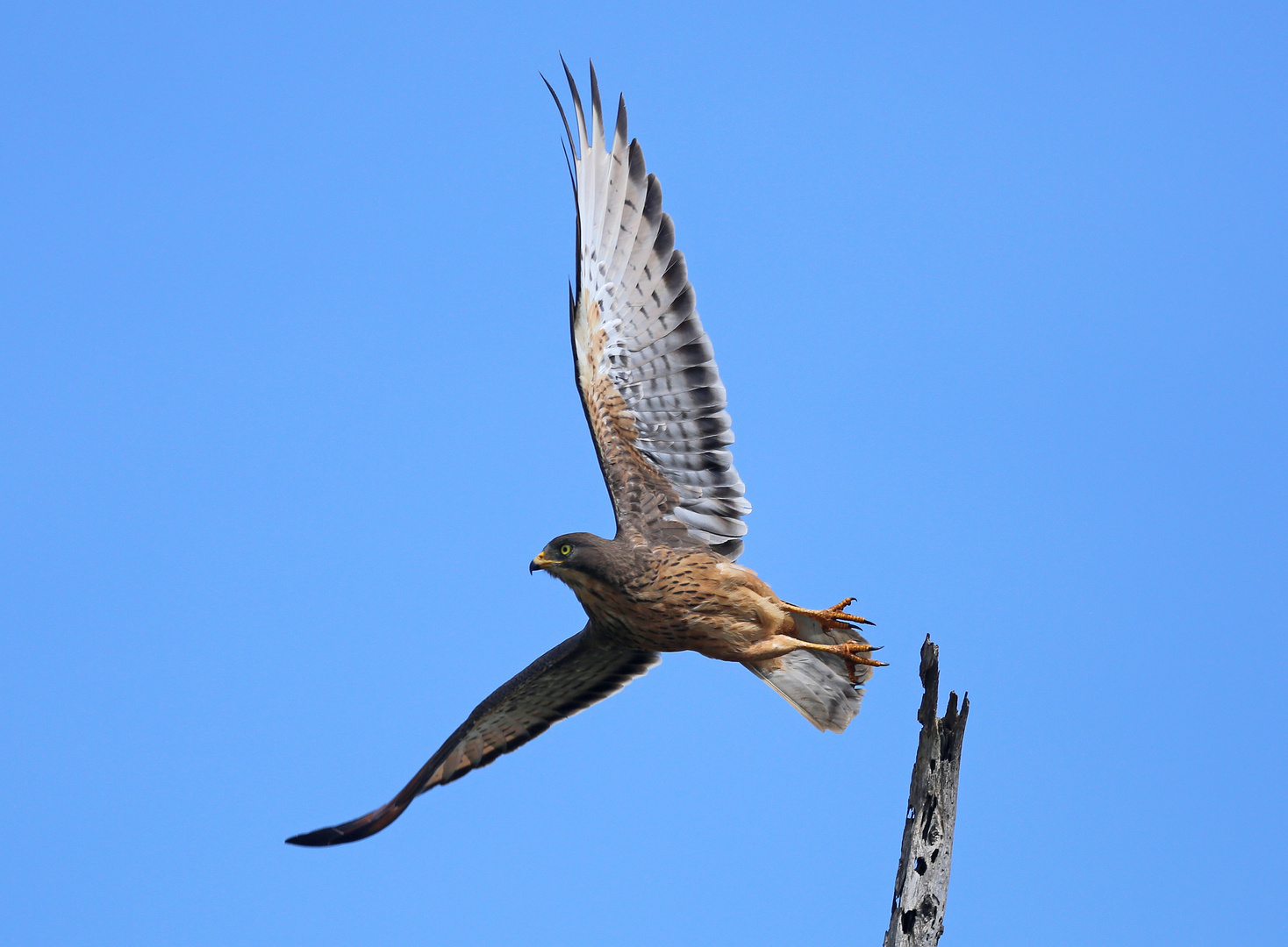 Grasshopper Buzzard (Butastur rufipennis)