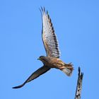 Grasshopper Buzzard (Butastur rufipennis)