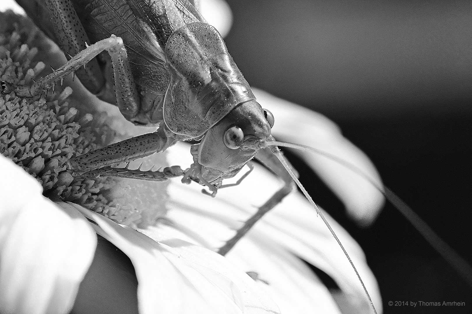 "Grasshopper" (B/W)