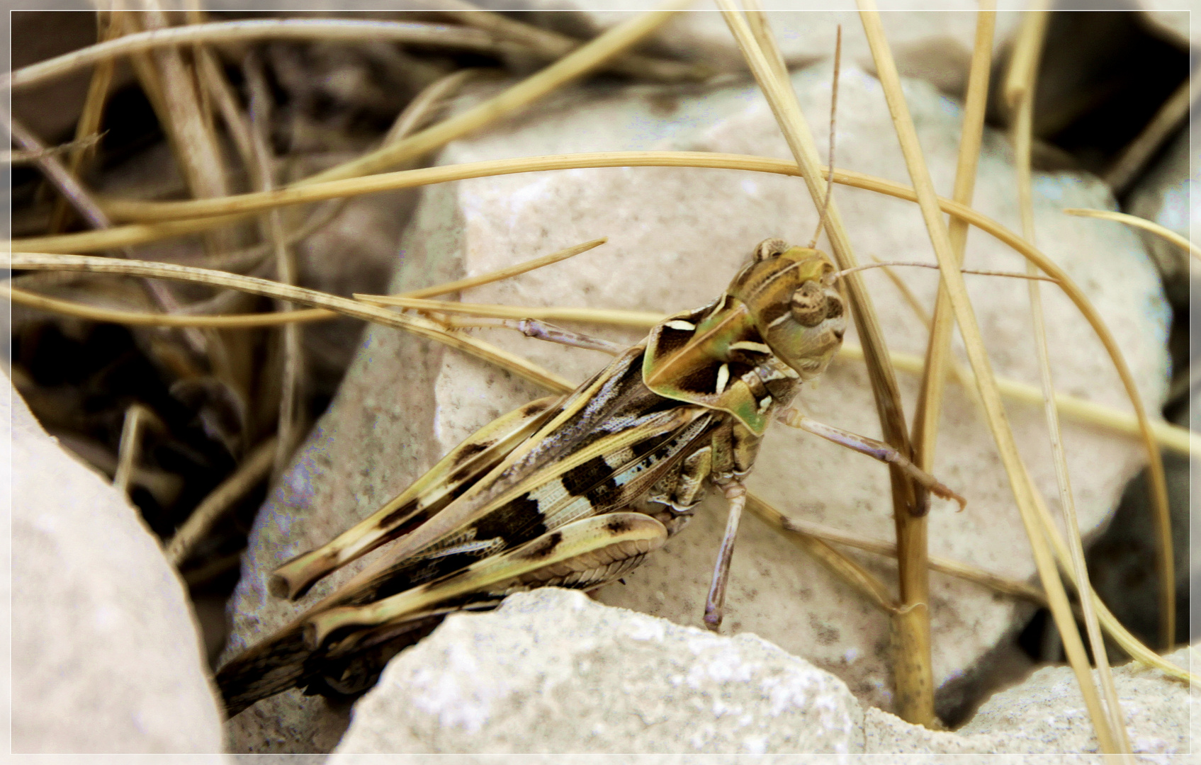 Grasshopper