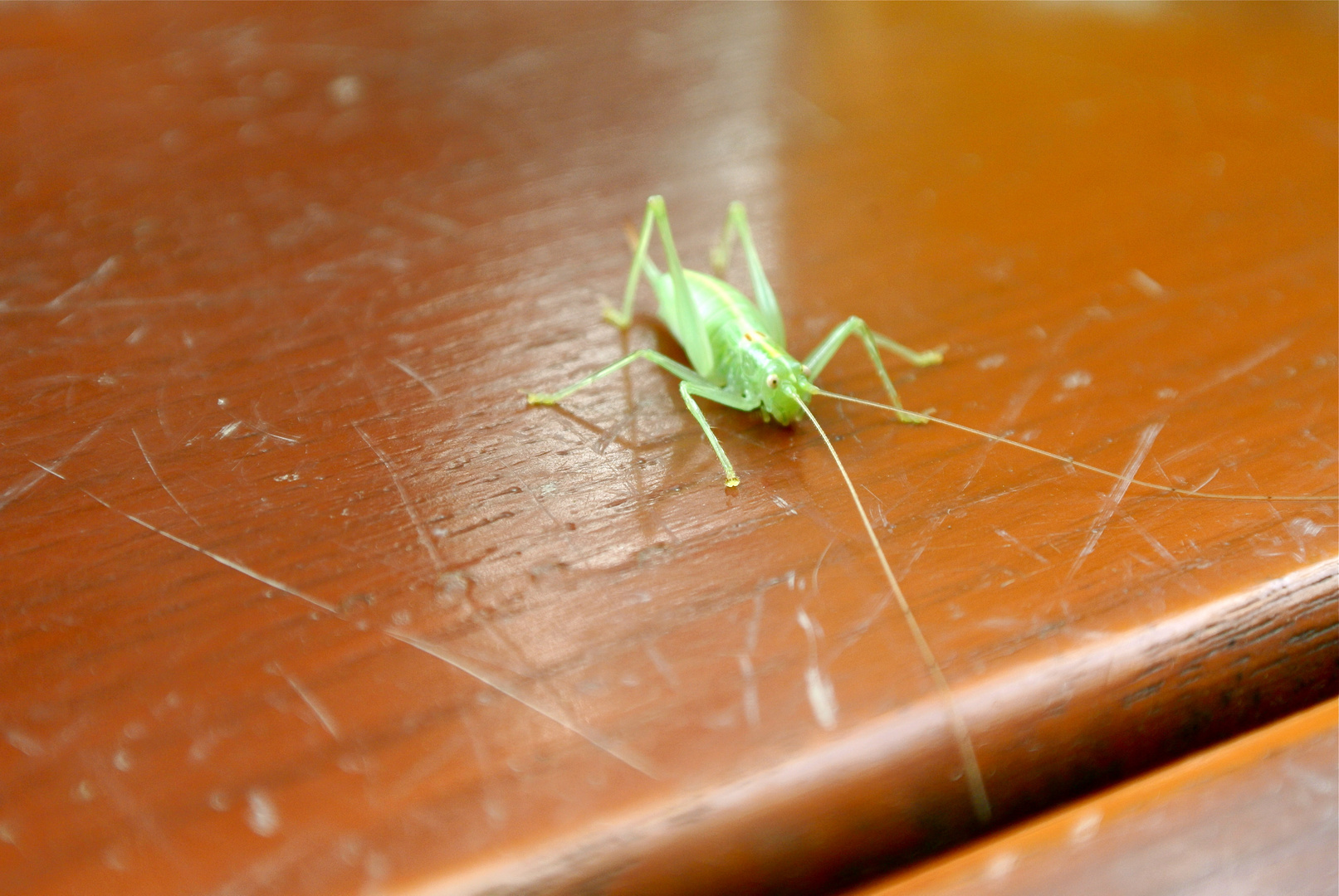 Grasshopper