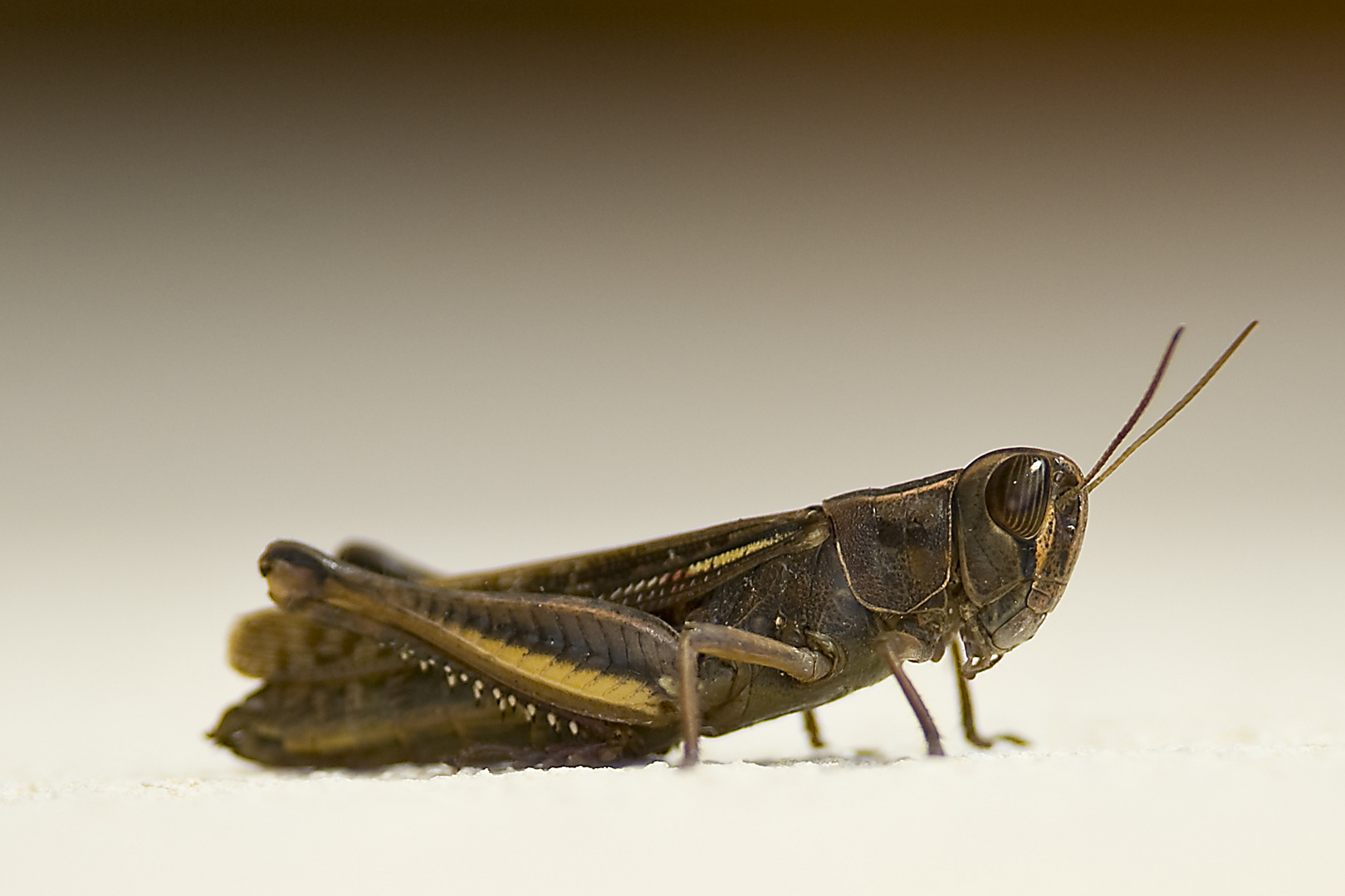 Grasshopper