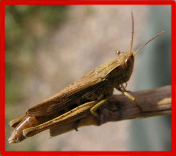 Grasshopper