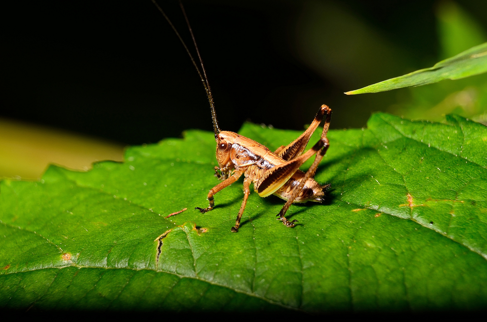 Grasshopper