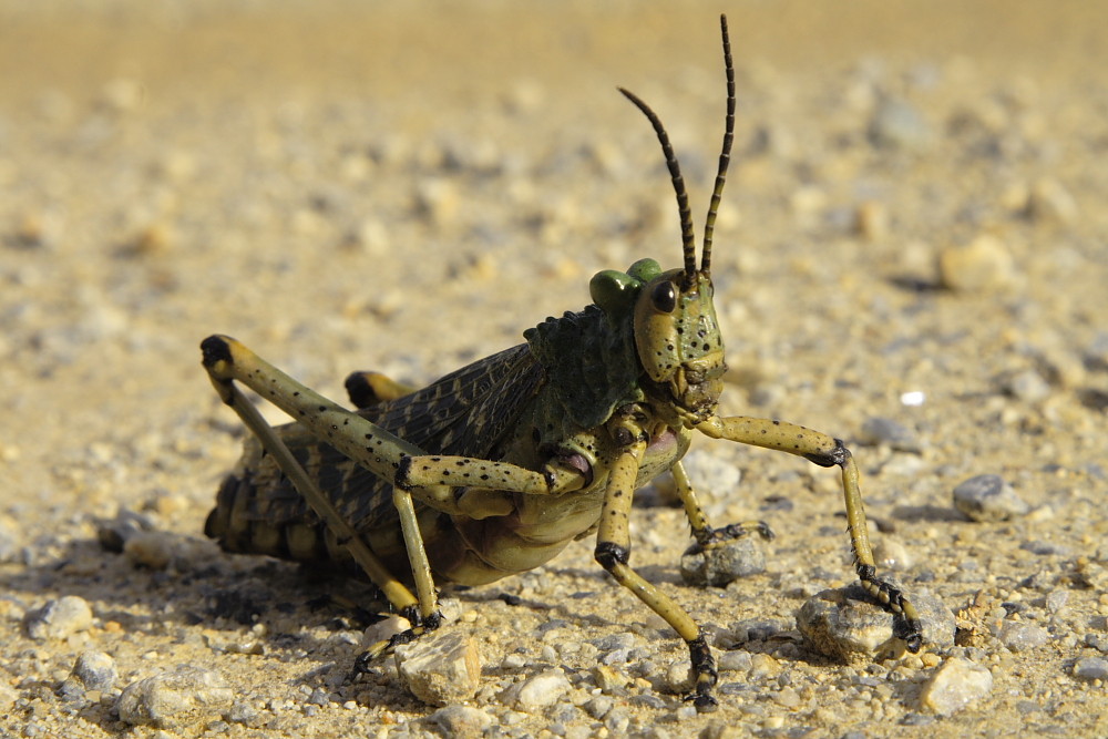 grasshopper