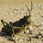 grasshopper