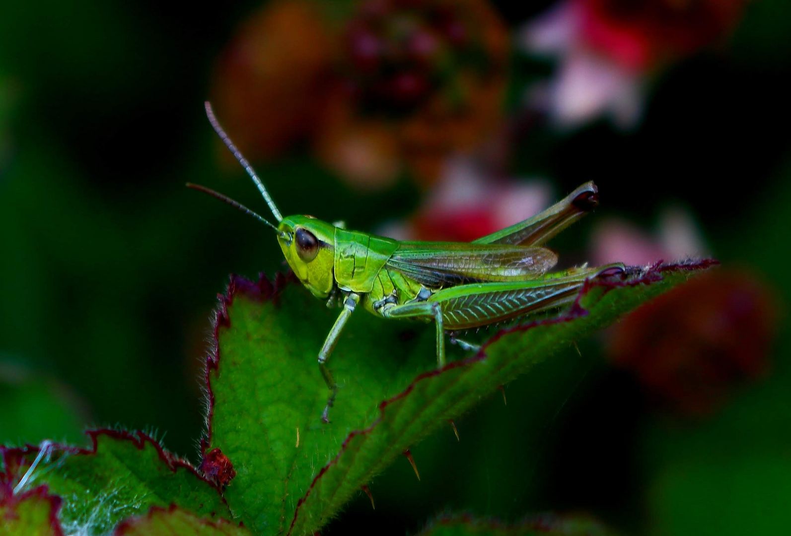 grasshopper edited