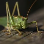 grasshopper