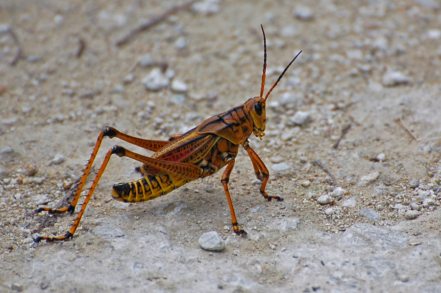 Grasshopper