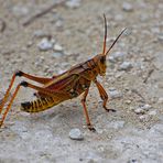 Grasshopper