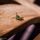 Grasshopper