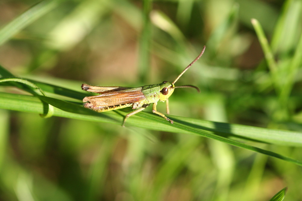 Grasshopper