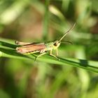 Grasshopper