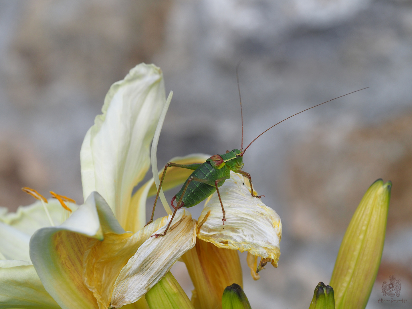 GRASSHOPPER