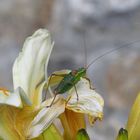 GRASSHOPPER