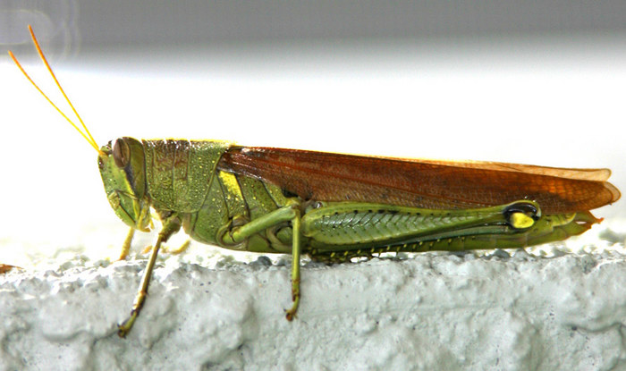 Grasshopper Florida