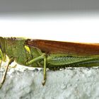 Grasshopper Florida