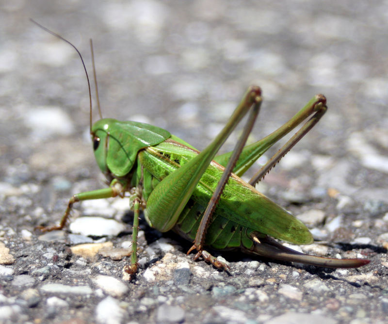 "Grasshopper" ganz nah...