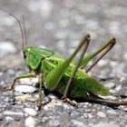 "Grasshopper" ganz nah...