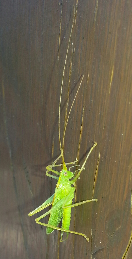 Grasshopper Germany