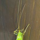 Grasshopper Germany