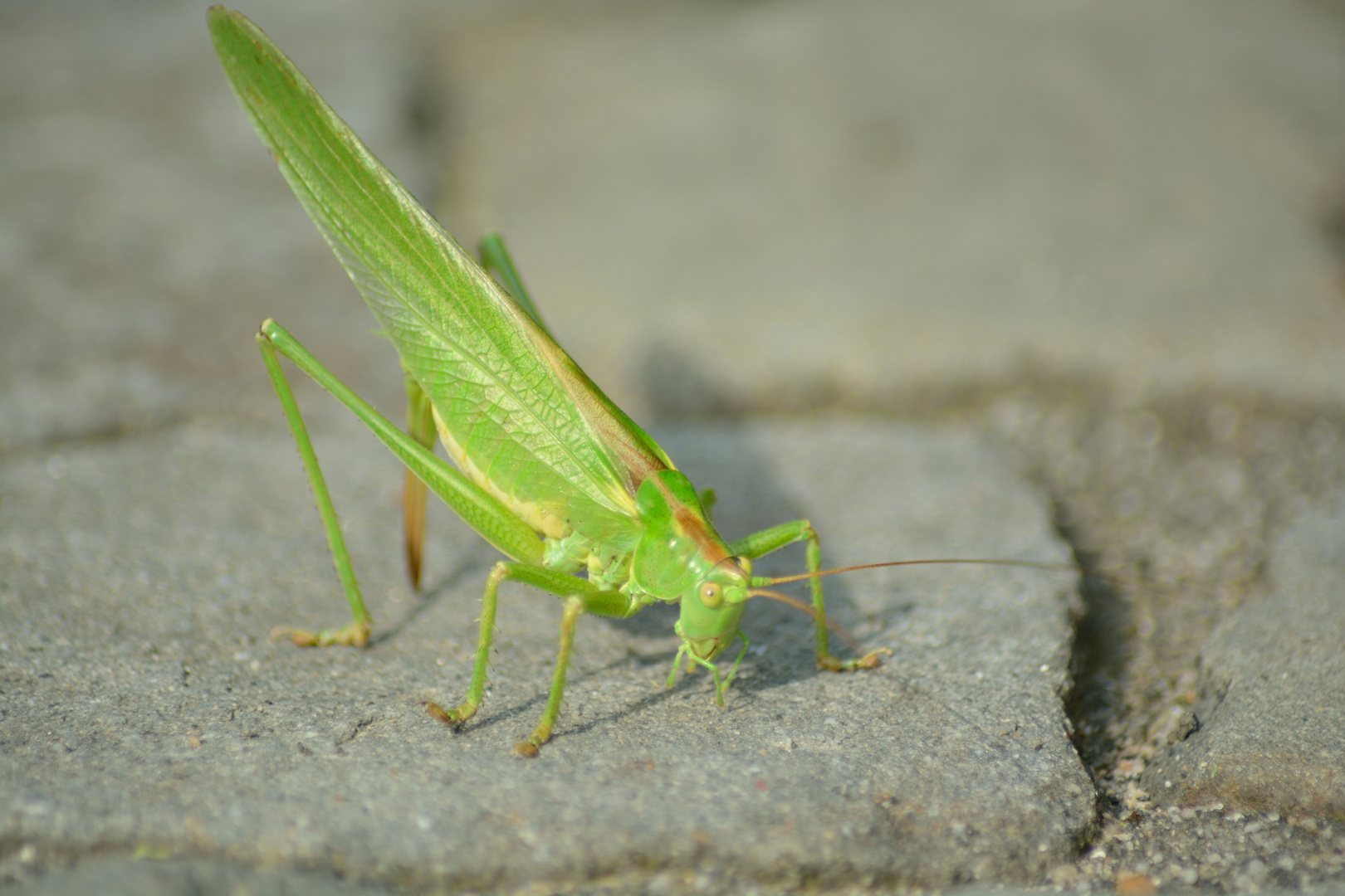 grasshopper - Grashüpfer